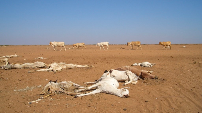 Dead cattle due to droughts