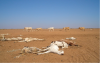 Dead cattle due to droughts
