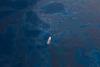 Deepwater Horizon Oil Spill, Gulf of Mexico: boat in the middle of an oil spill