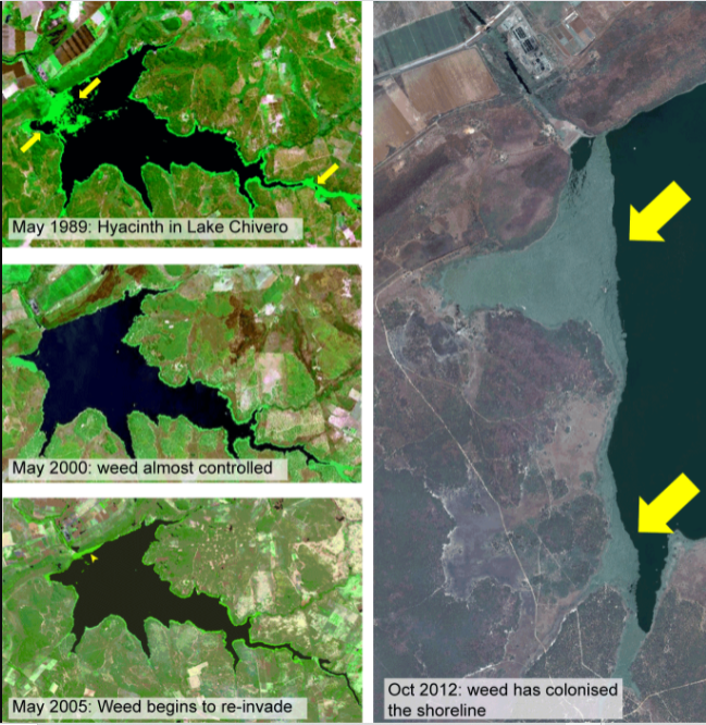 Example satellite imagery displaying water hyacinth invation in Lake Chivero, Zimbabwe