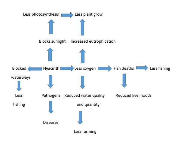 Flow chart representing causes and effects of water hyacinth infestation in aquatic ecosystems.