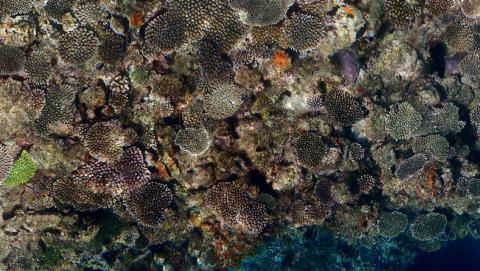 Photo of Coral Reef