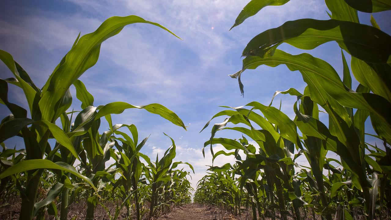 Corn field