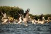 Pelicans in the Danube Delta, Photo by Florin Tomozei.
